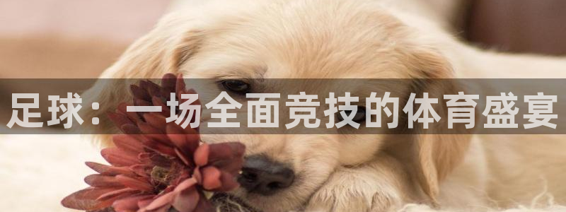vsport体育官方集团官网：足球：一场全面竞技的体育盛宴